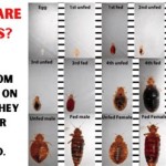 Bed Bugs Actual Size Photo